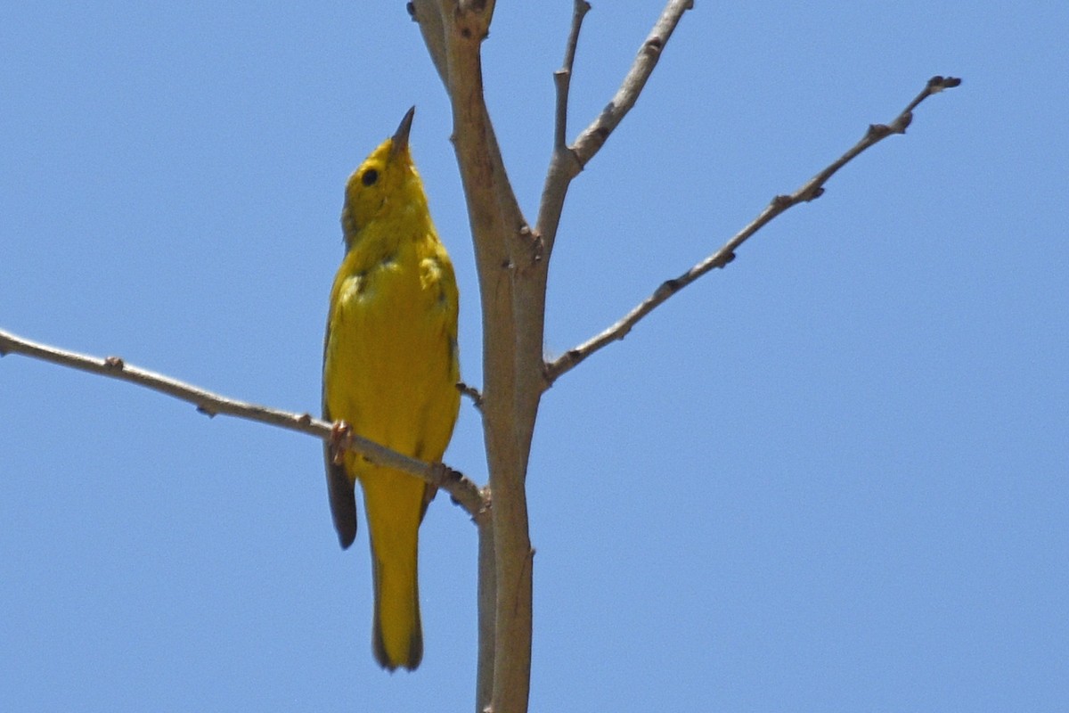 Yellow Warbler - ML152263081