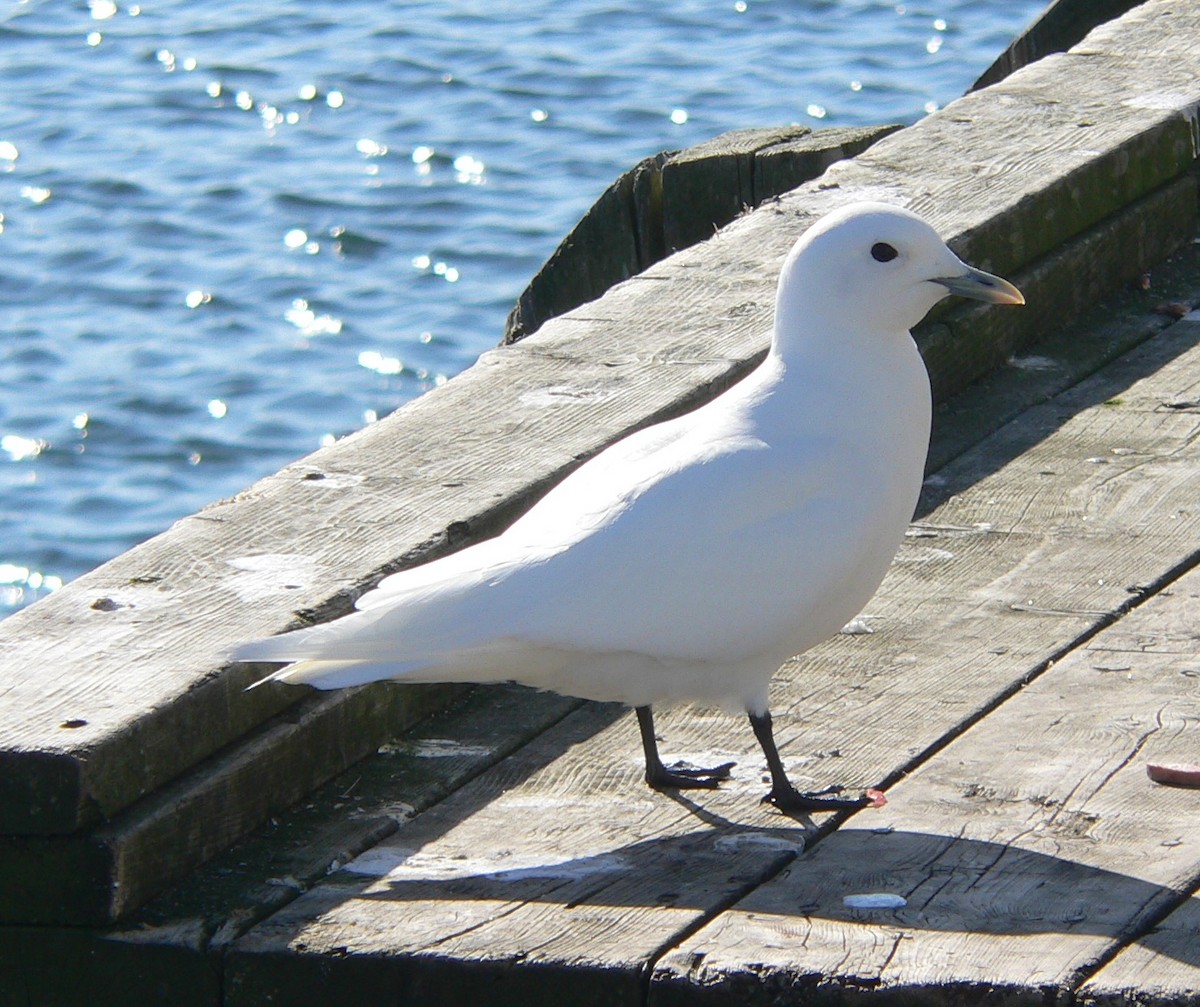 Ivory Gull - ML152263711