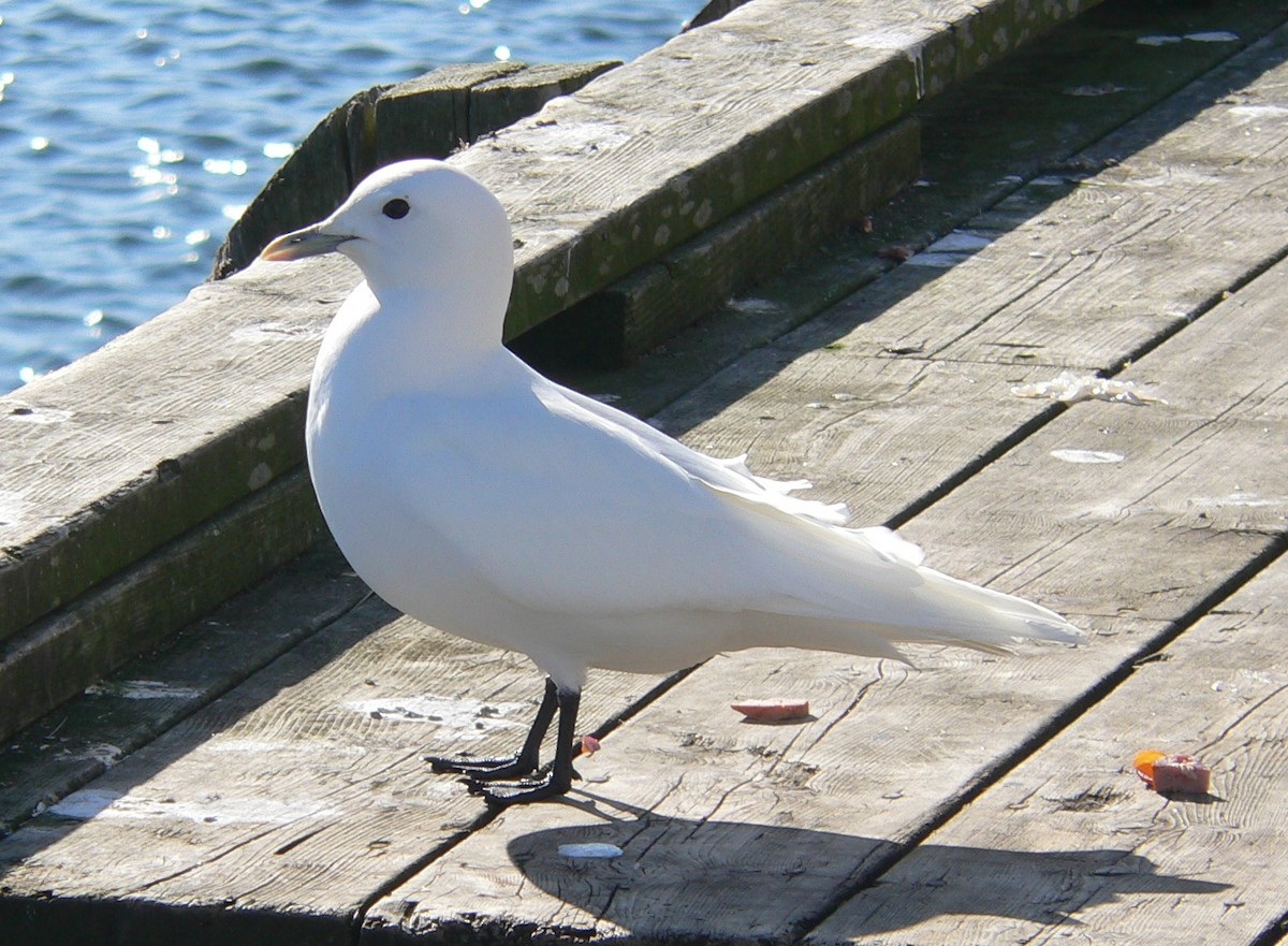 Gaviota Marfileña - ML152263721