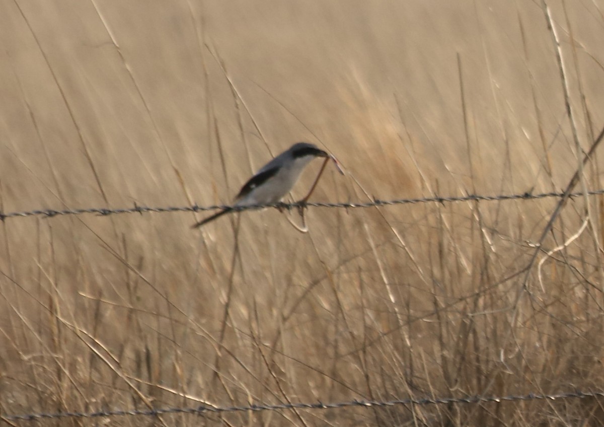 Loggerhead Shrike - ML152264011