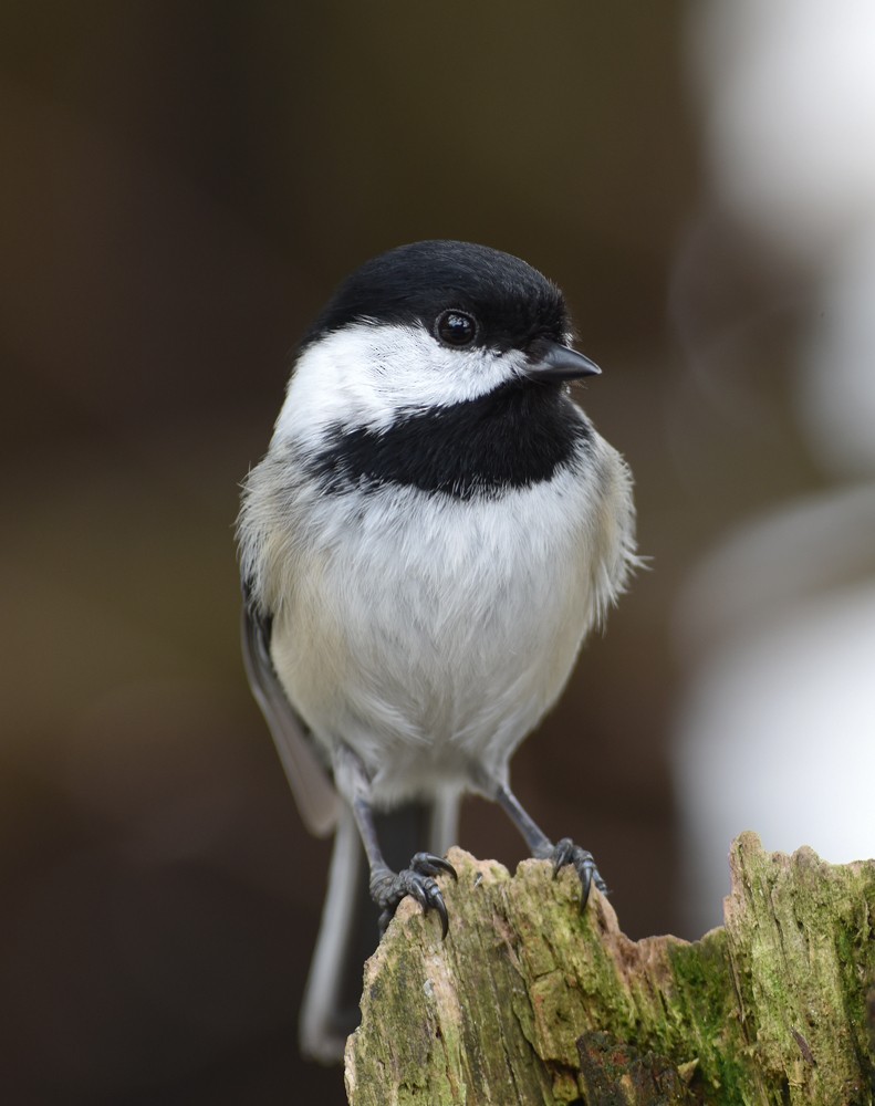 Black-capped Chickadee - ML152264541