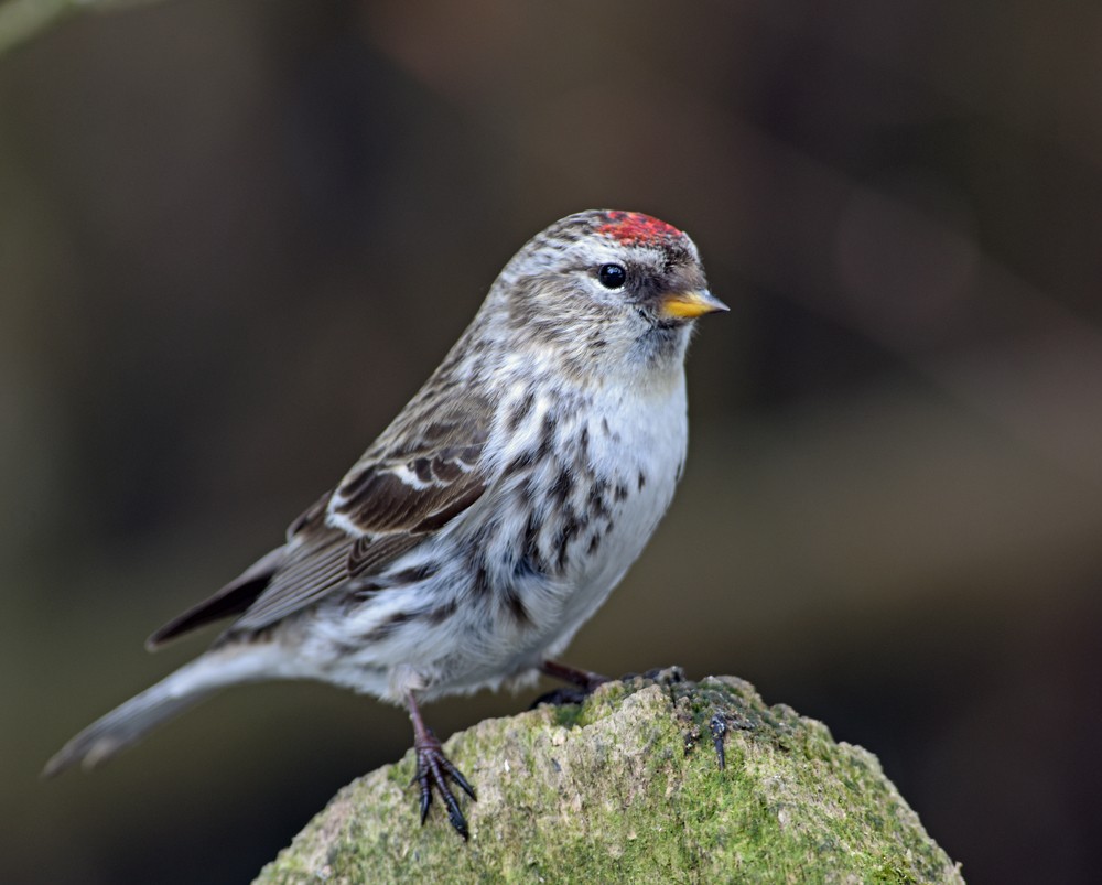 Common Redpoll - ML152264781