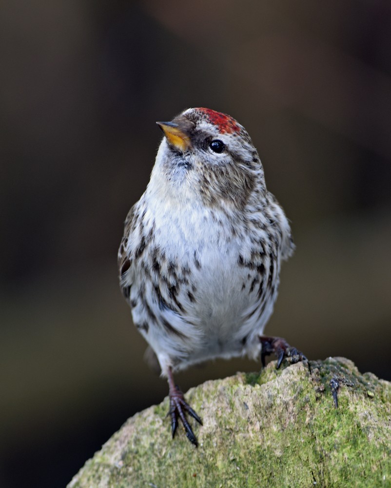 Redpoll (Common) - ML152264791
