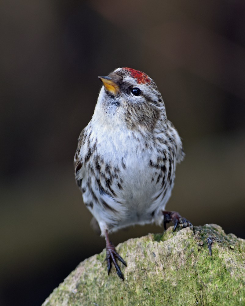 Common Redpoll - ML152264791