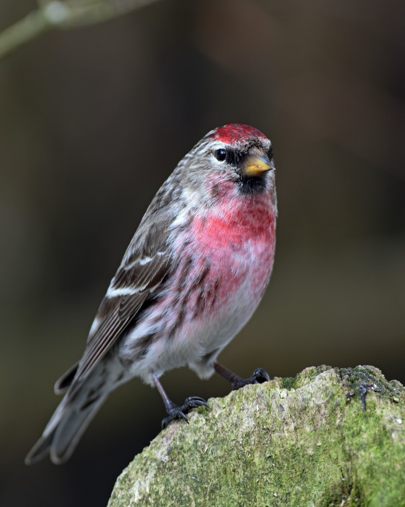 Common Redpoll - ML152264801