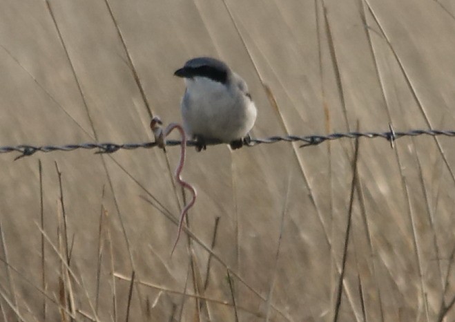 Loggerhead Shrike - ML152264921