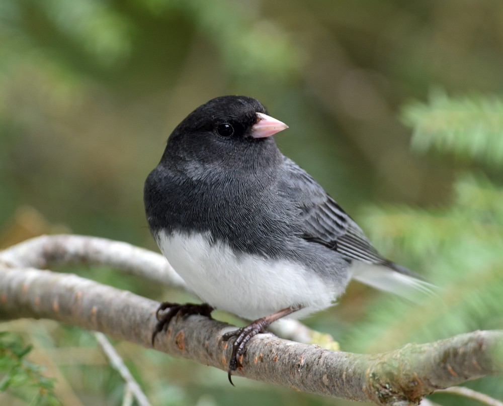 Junco Ojioscuro - ML152264961