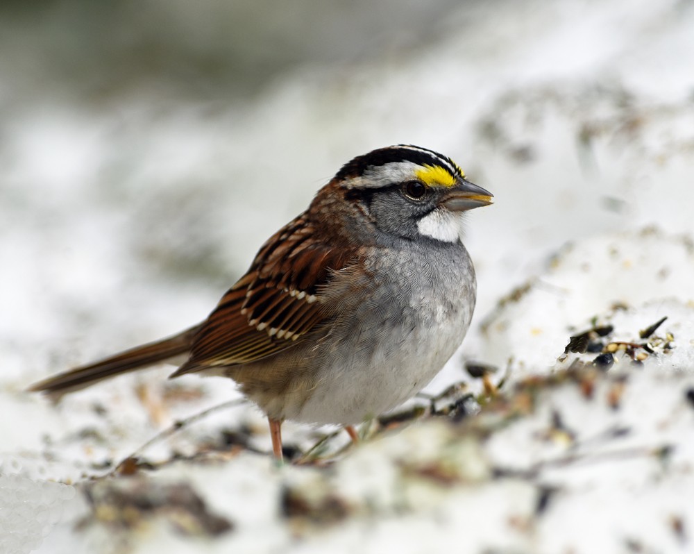 White-throated Sparrow - ML152265021