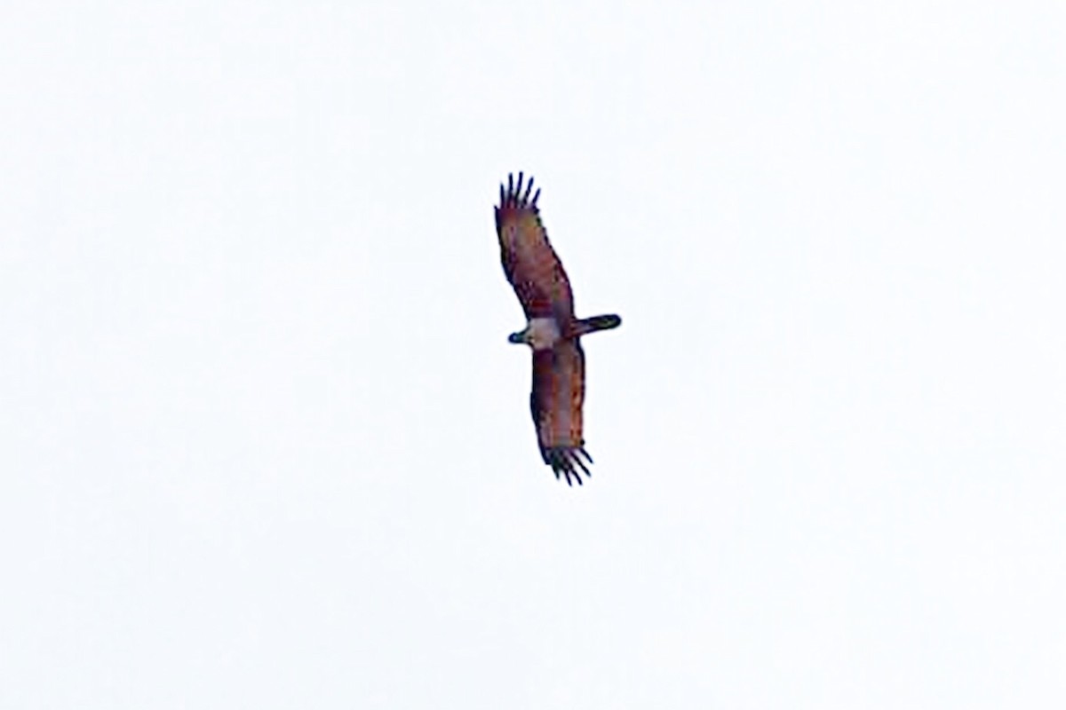 Brahminy Kite - ML152265111