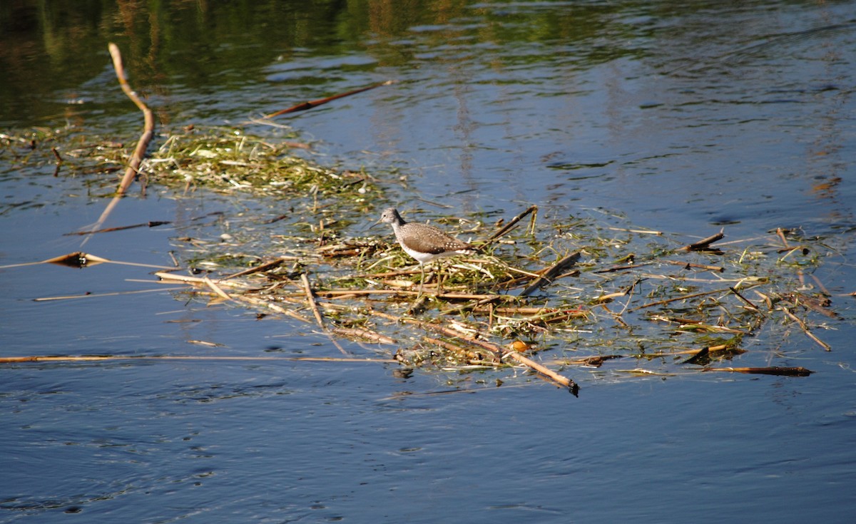 Green Sandpiper - ML152265541