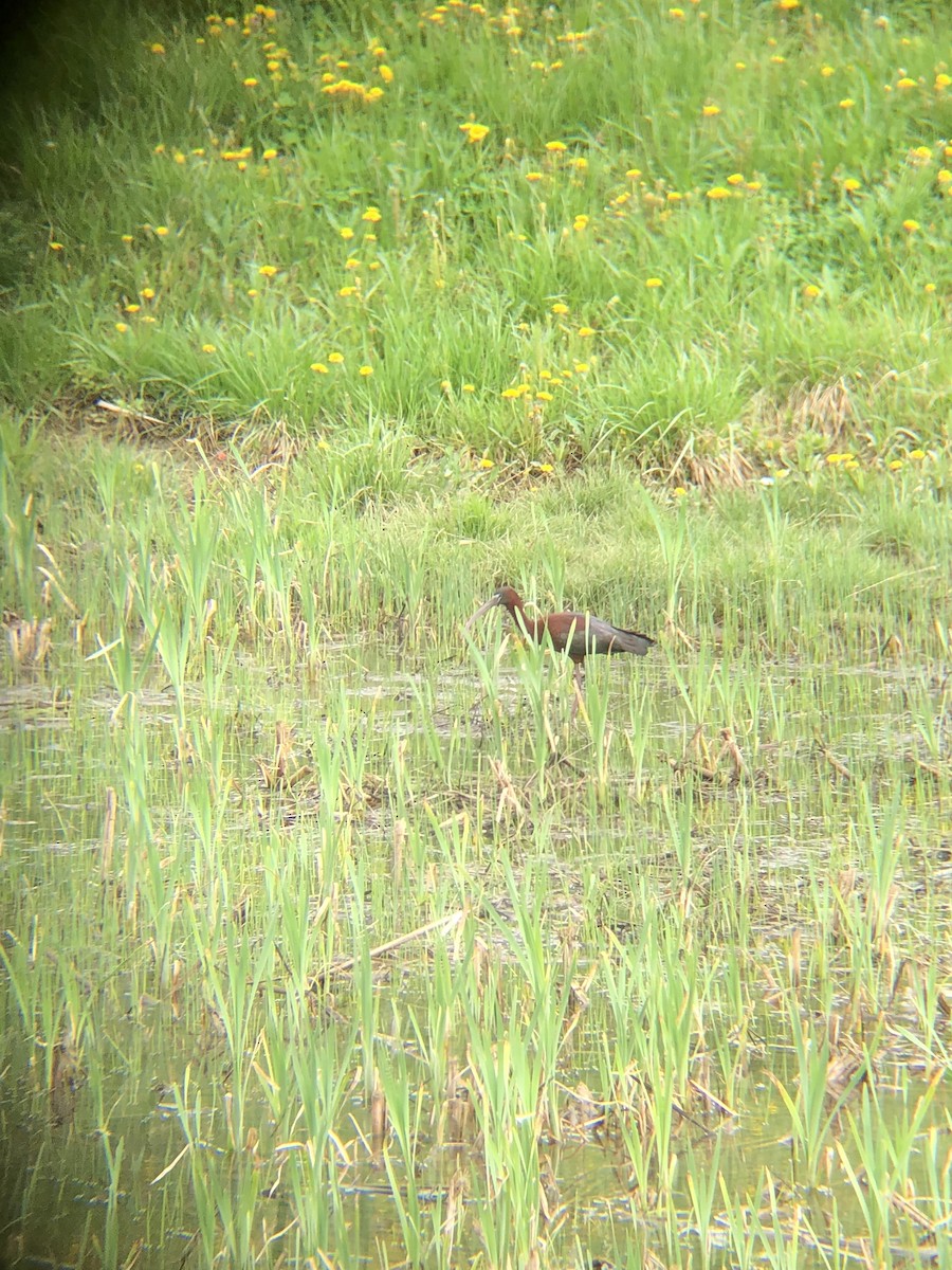 Glossy Ibis - Scott Brookens