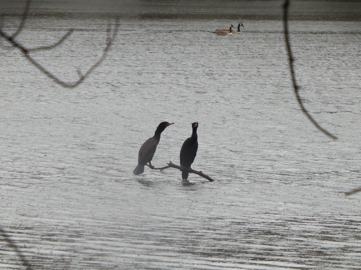 Double-crested Cormorant - ML152265901