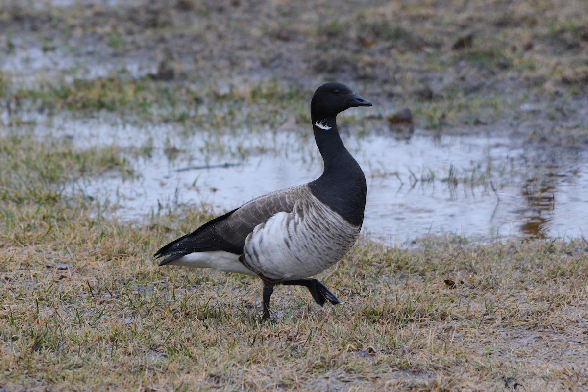 Barnacla Carinegra - ML152265961