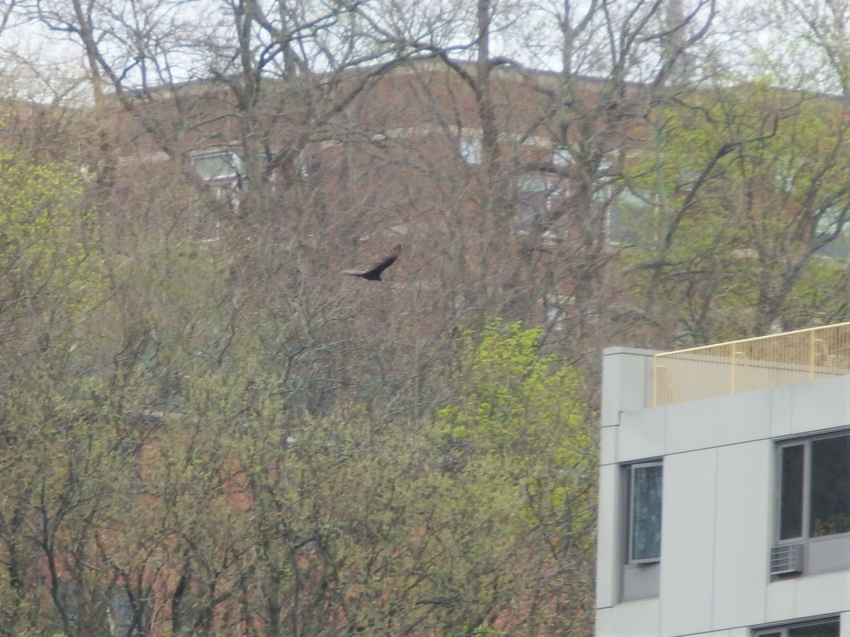 Turkey Vulture - ML152266031