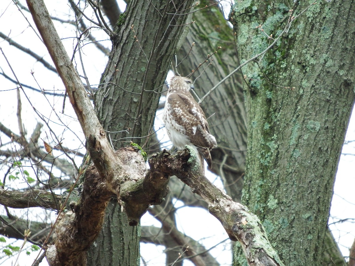 Rotschwanzbussard - ML152266391