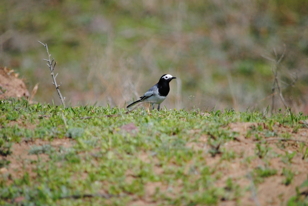 White Wagtail - Trent Smith