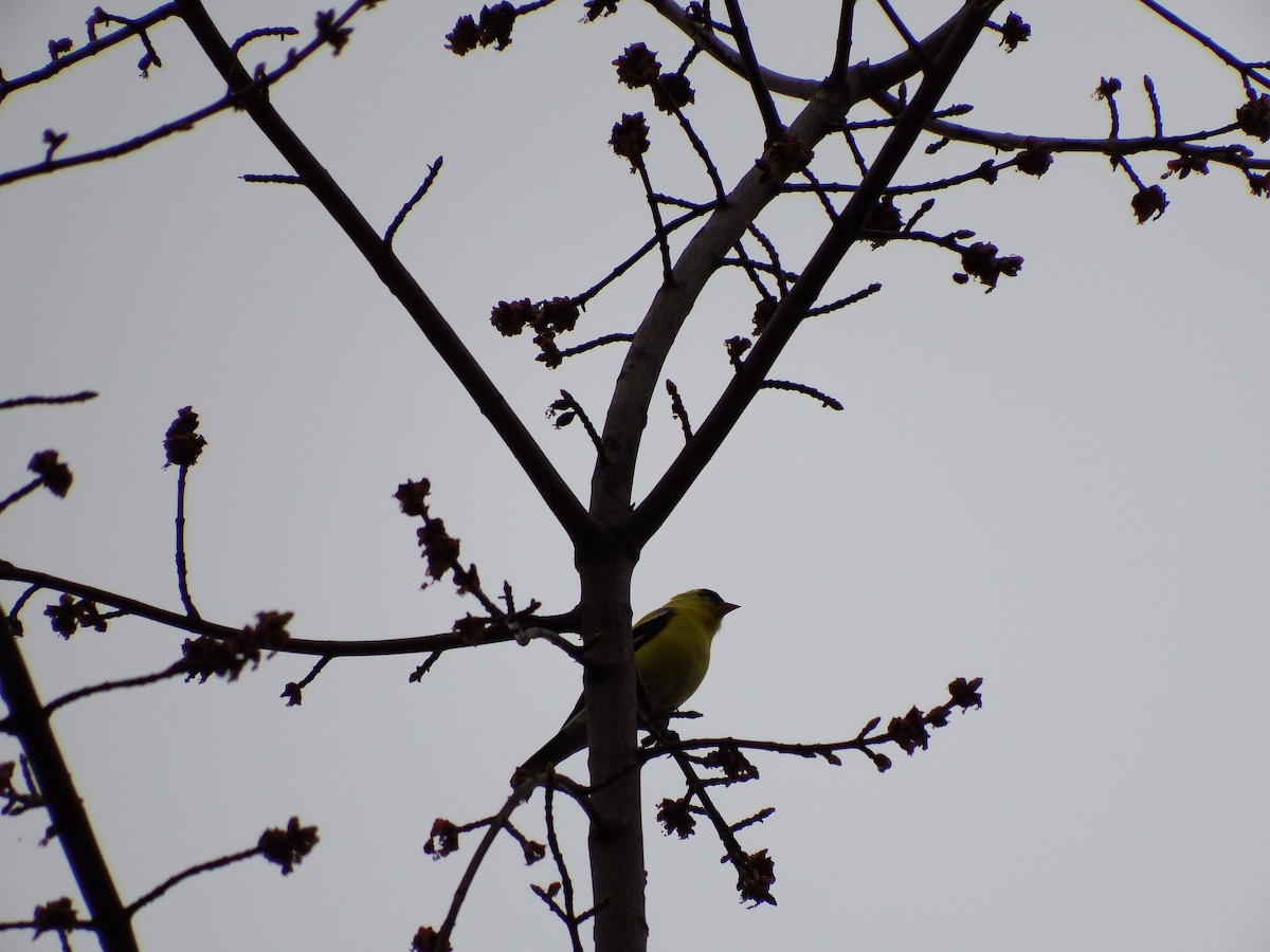 American Goldfinch - ML152267051