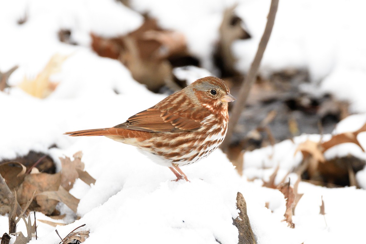 Fox Sparrow (Red) - ML152267361