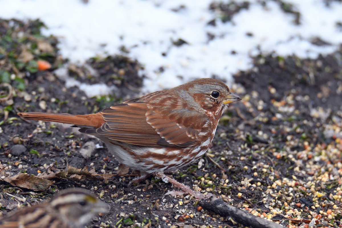 Fox Sparrow (Red) - ML152267431