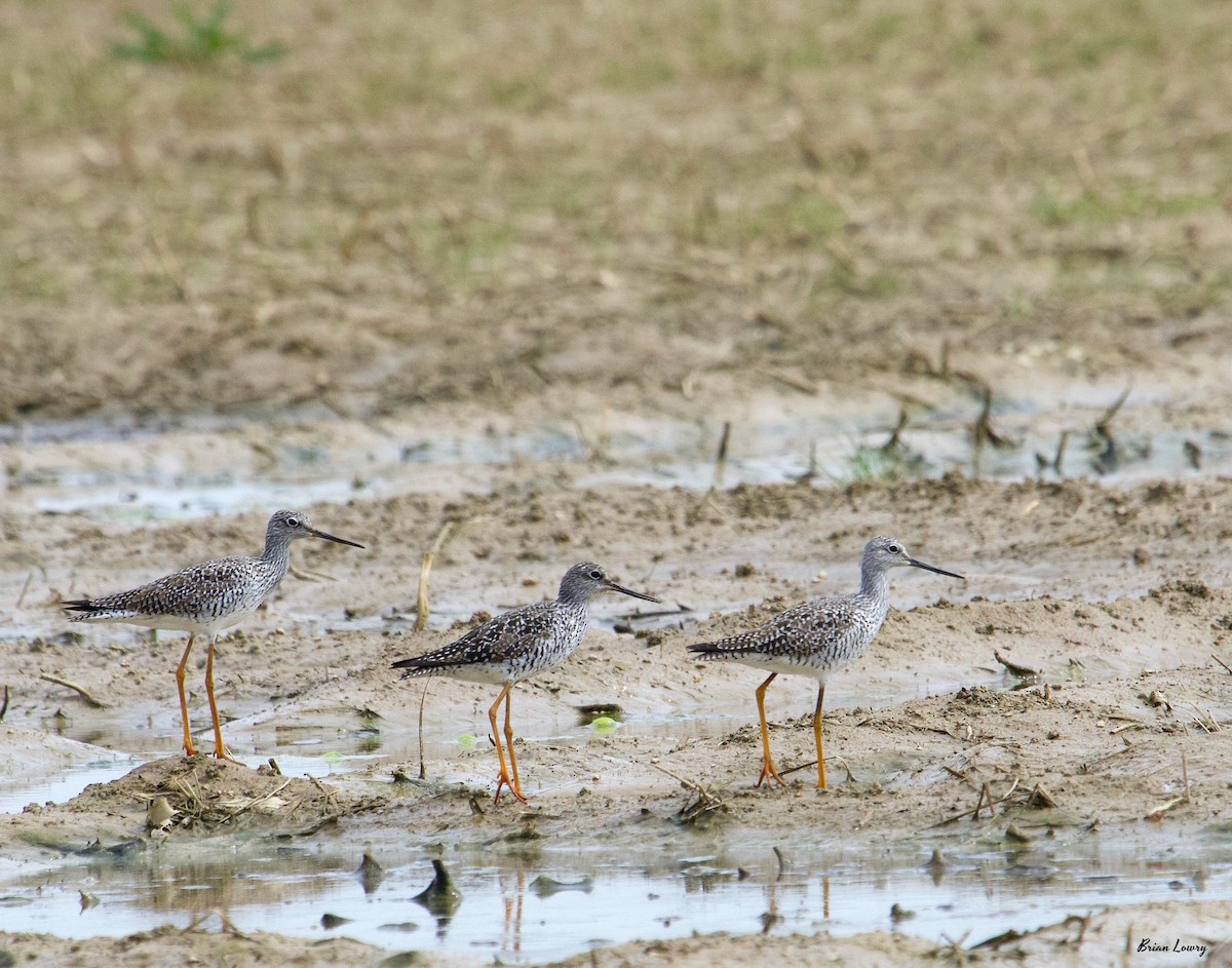 Greater Yellowlegs - ML152269351