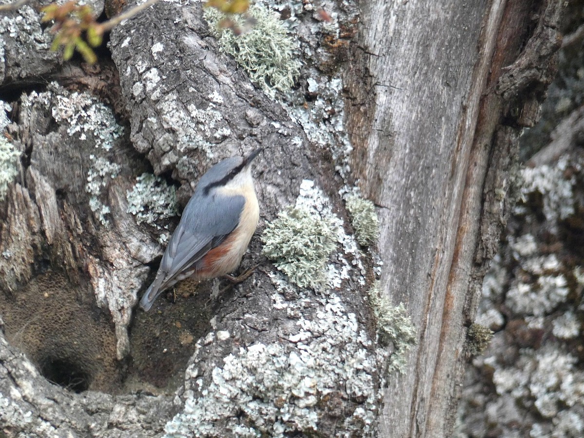 Eurasian Nuthatch - ML152269611