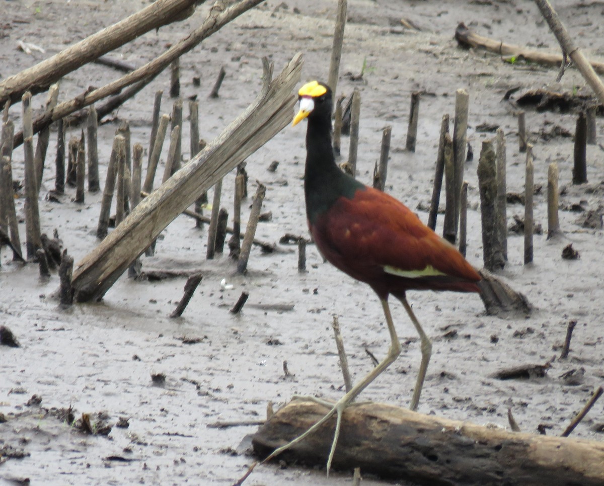 Northern Jacana - ML152271181