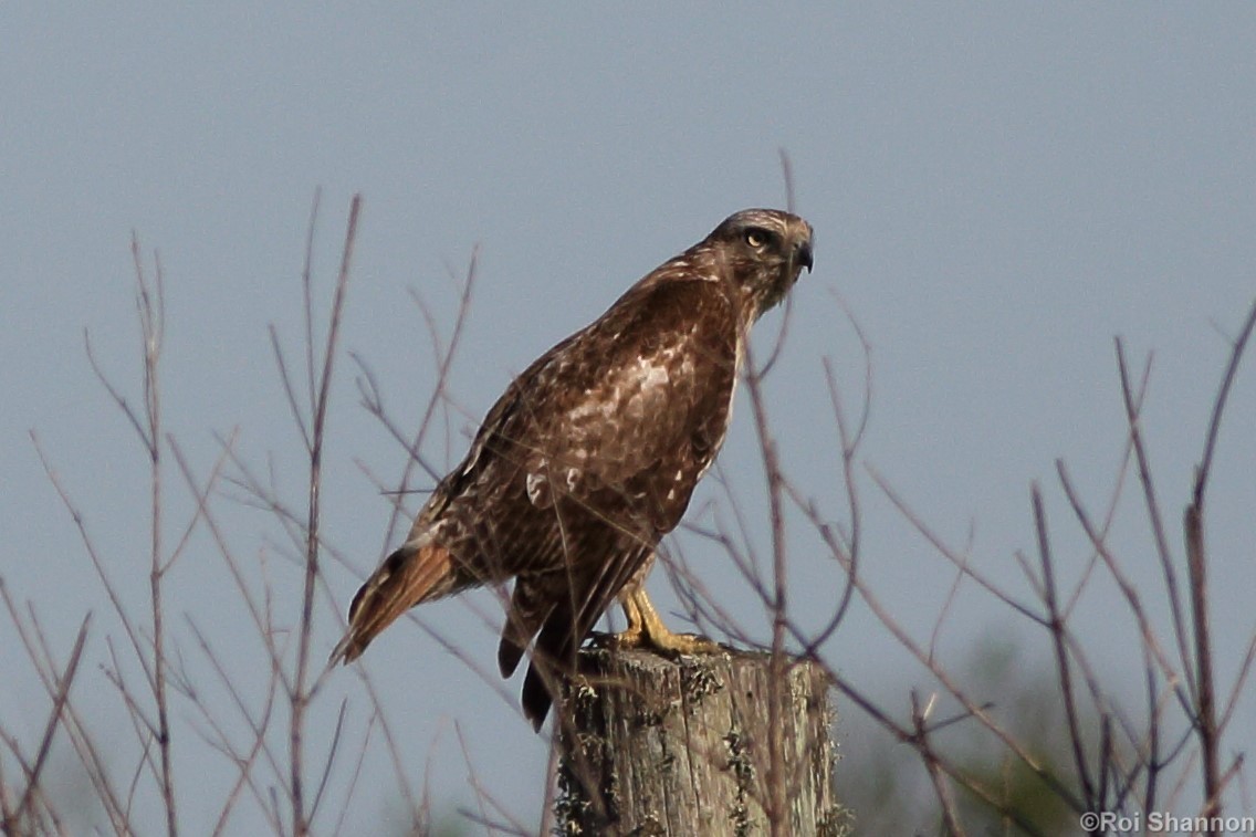 Red-tailed Hawk - ML152271761