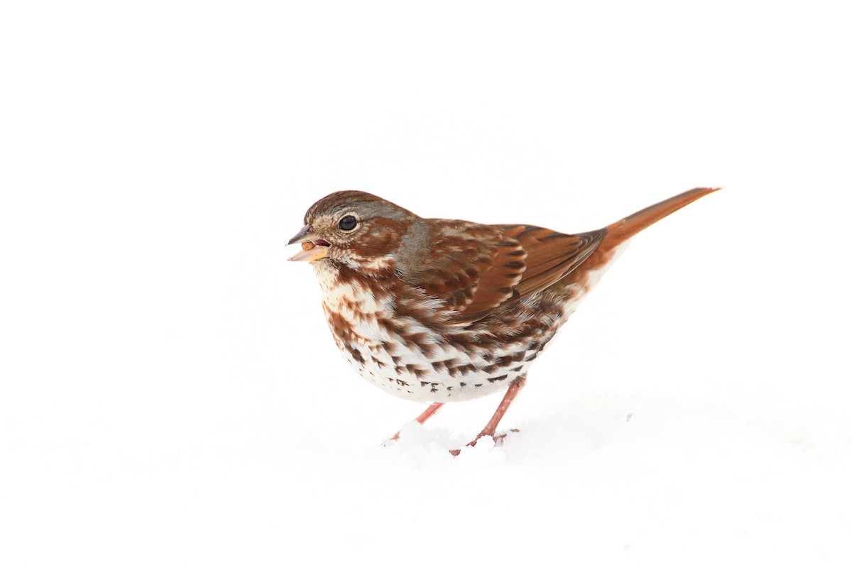 Fox Sparrow (Red) - ML152272061