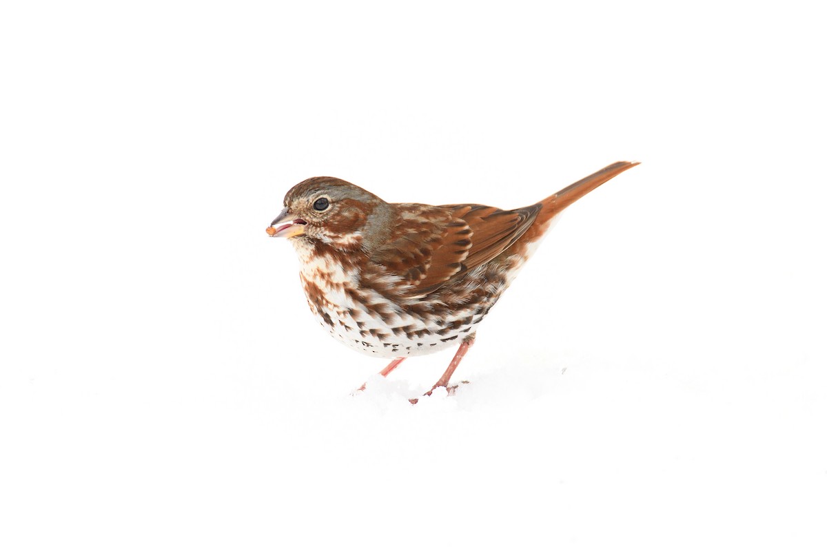 Fox Sparrow (Red) - ML152272081