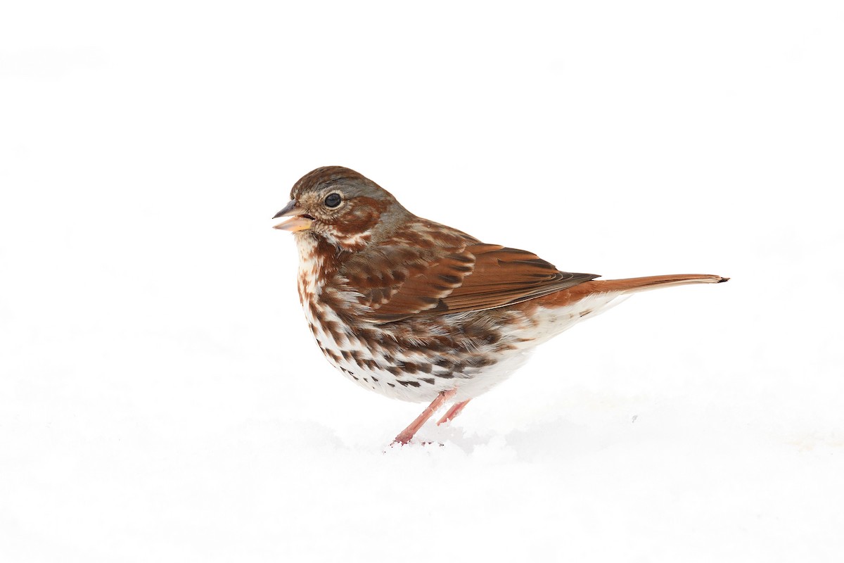 Fox Sparrow (Red) - ML152272101