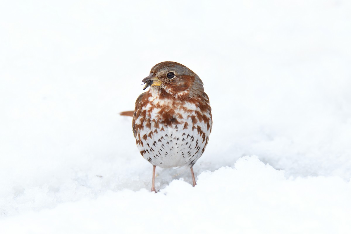 Fox Sparrow (Red) - ML152272161