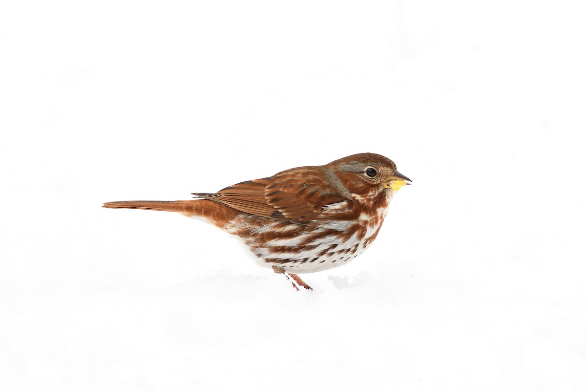 Fox Sparrow (Red) - ML152272171