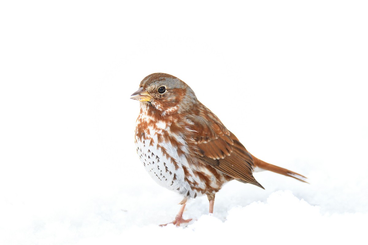 Fox Sparrow (Red) - ML152272181