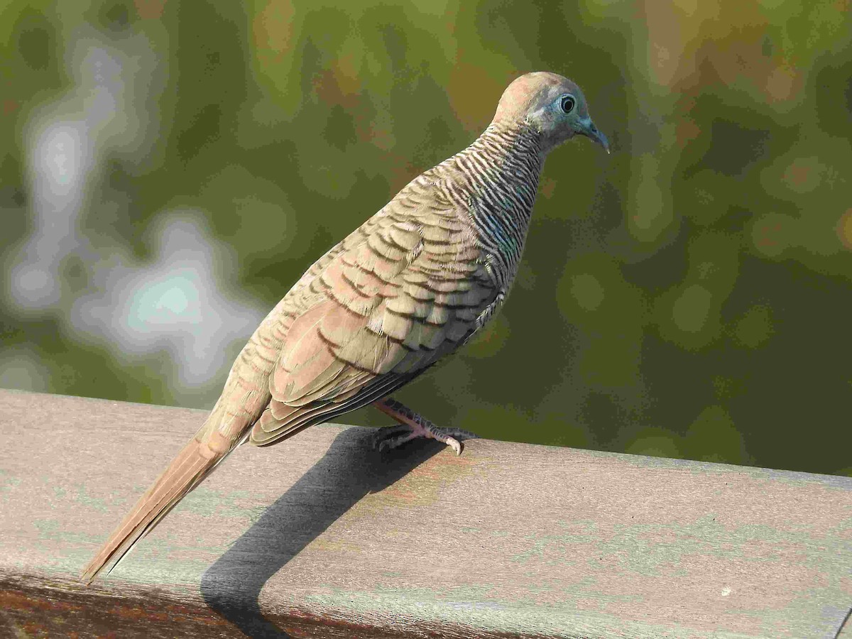 Zebra Dove - ML152272881