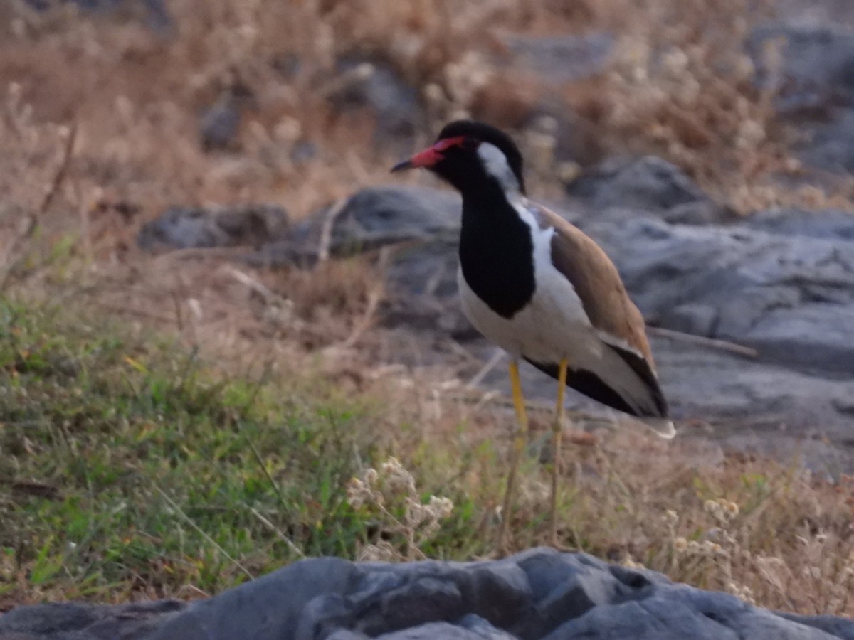 Red-wattled Lapwing - ML152273171