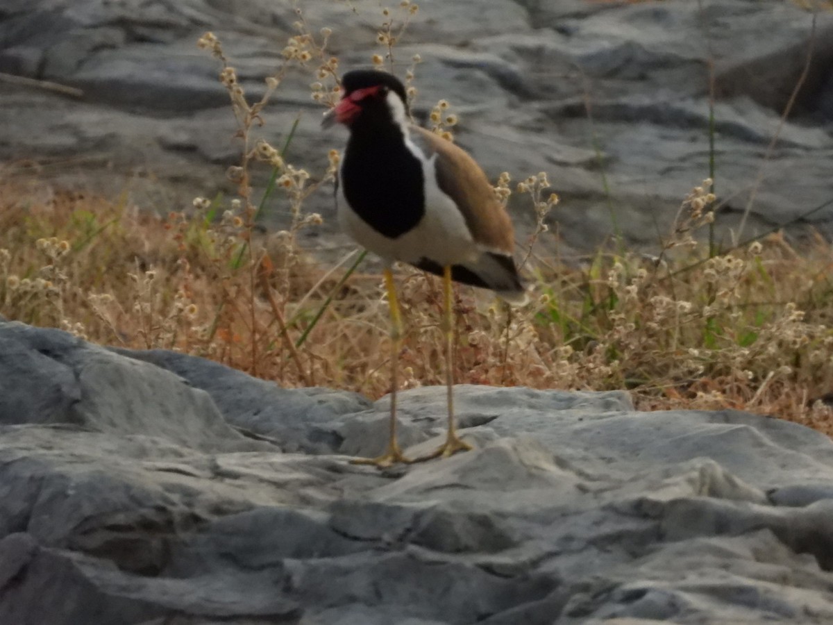 Red-wattled Lapwing - ML152273251