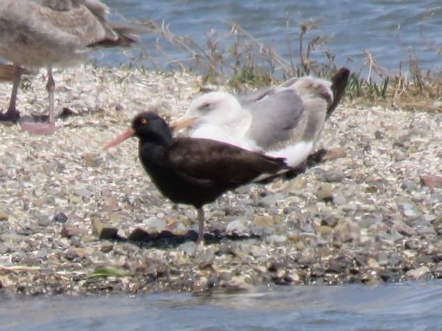 Black Oystercatcher - ML152274001