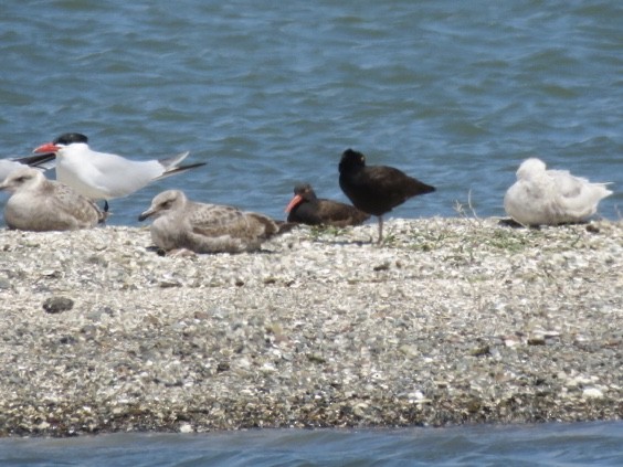 Black Oystercatcher - ML152274011