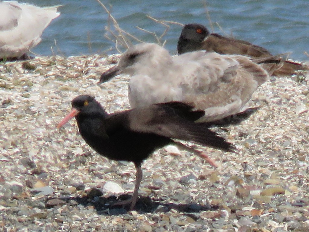 Black Oystercatcher - ML152274031