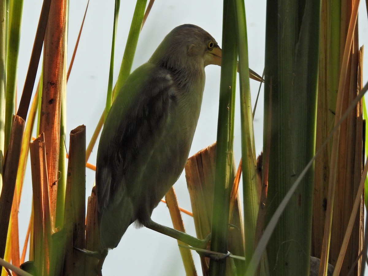 Yellow Bittern - ML152274071