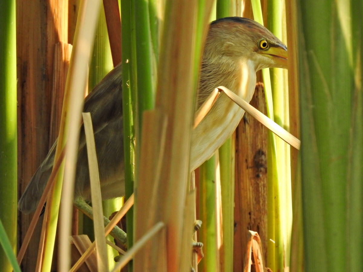 Yellow Bittern - ML152274111