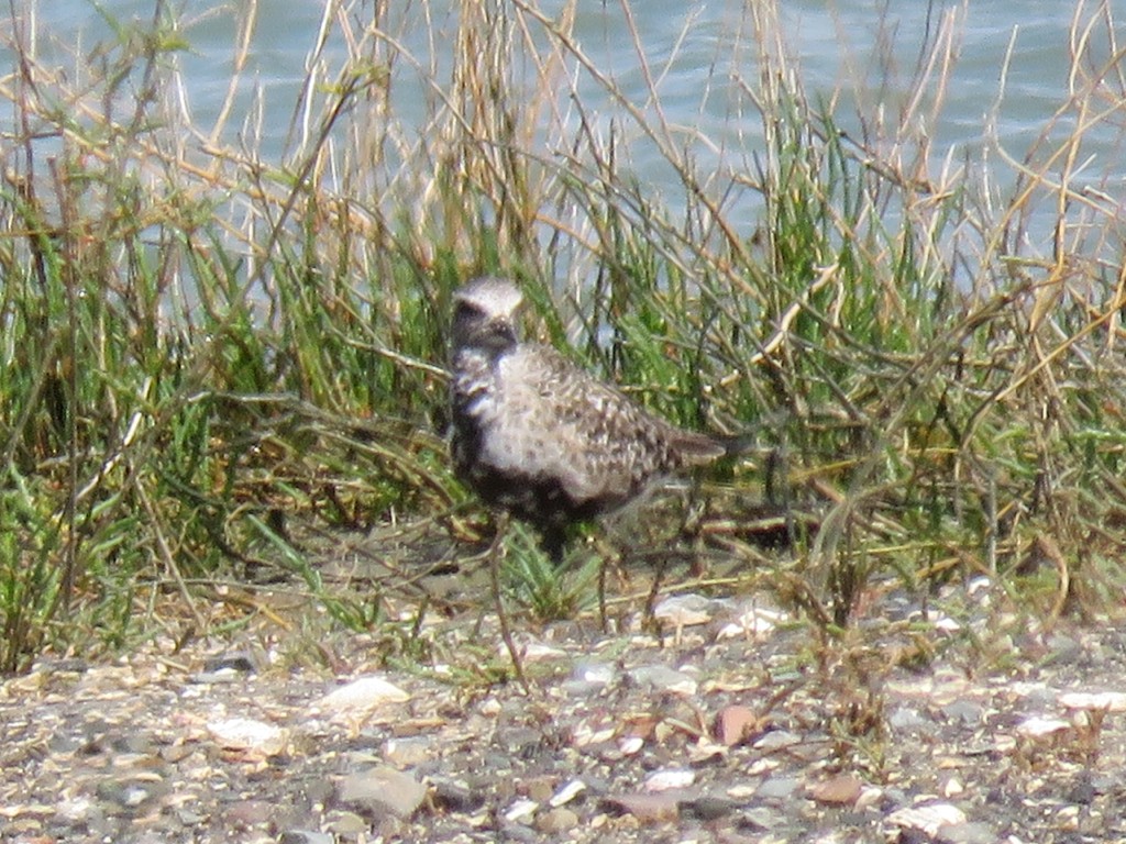 Black-bellied Plover - ML152274191