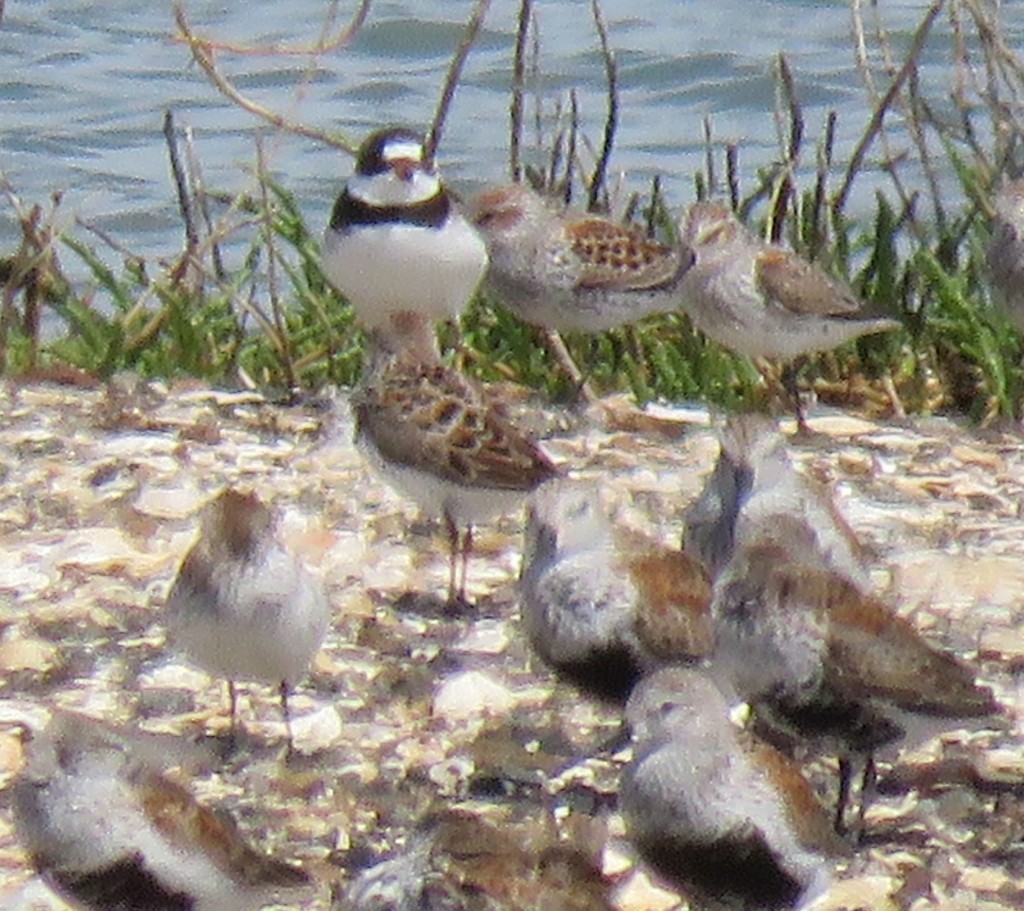 Semipalmated Plover - George Chrisman