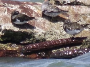 Black Turnstone - ML152274391