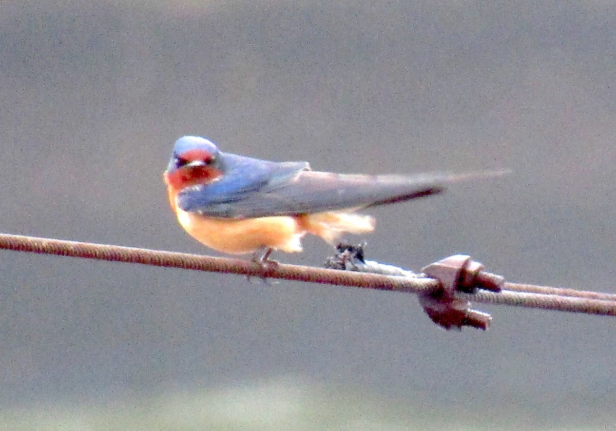 Barn Swallow - ML152274451