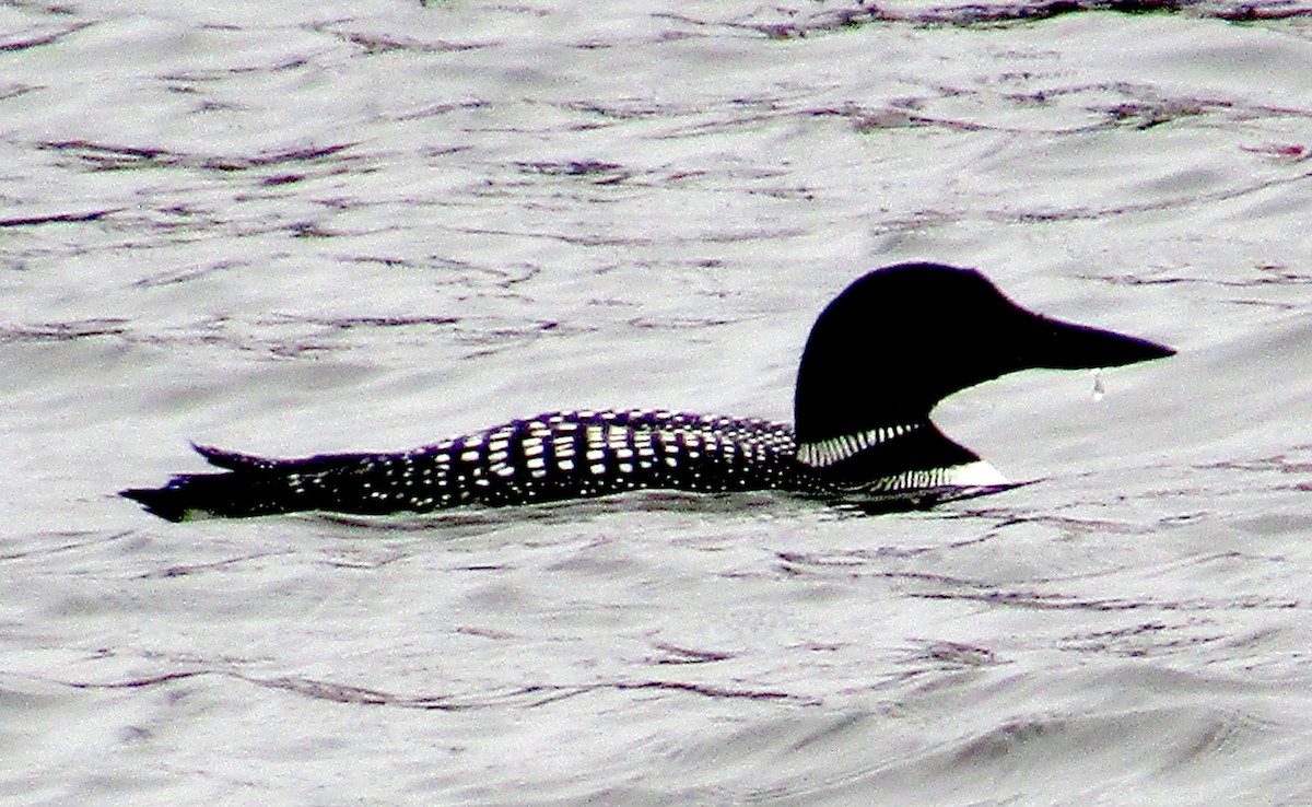 Common Loon - ML152274541