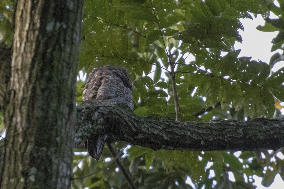 Great Potoo - Devon Bradley