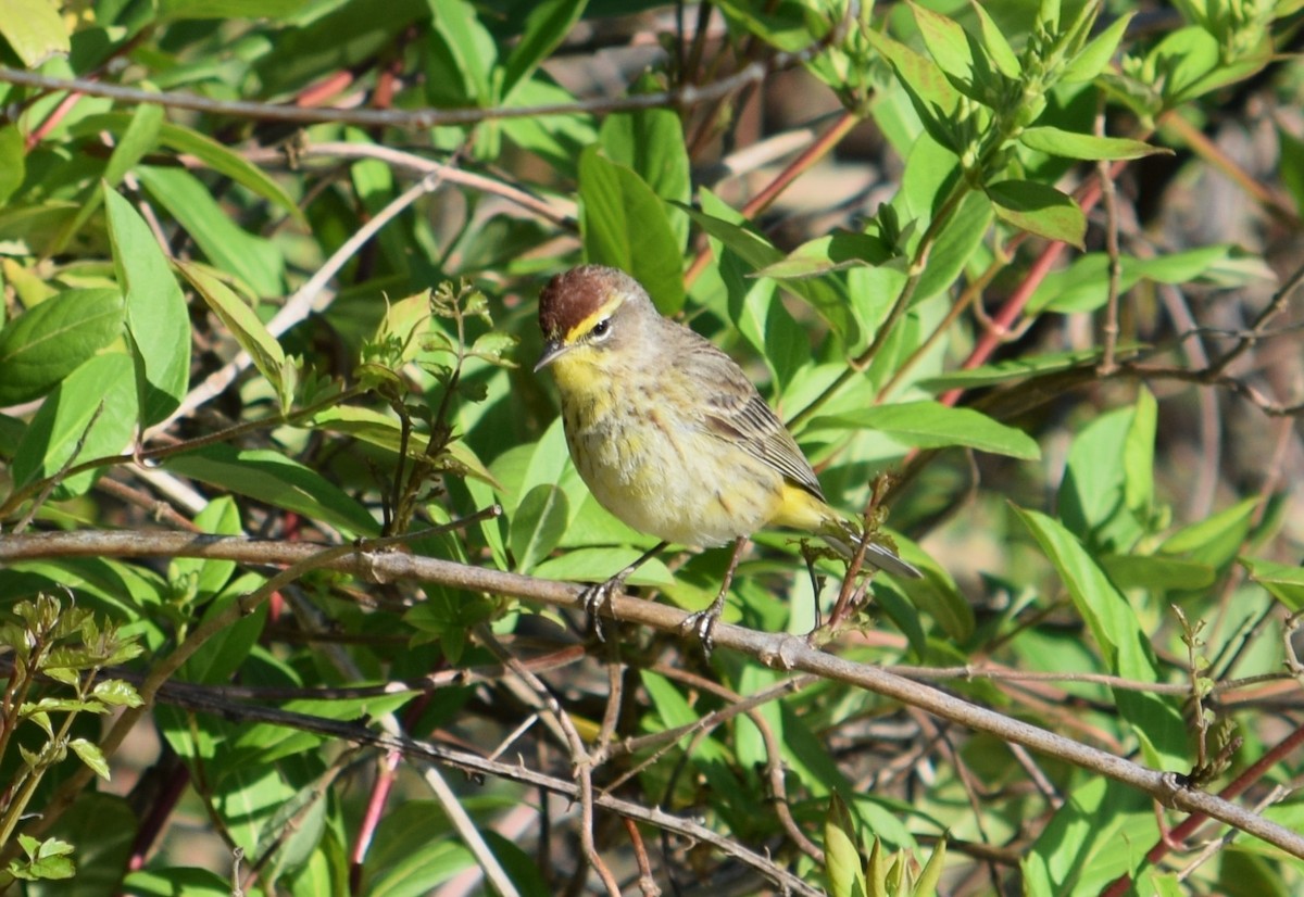 Palm Warbler - ML152274941