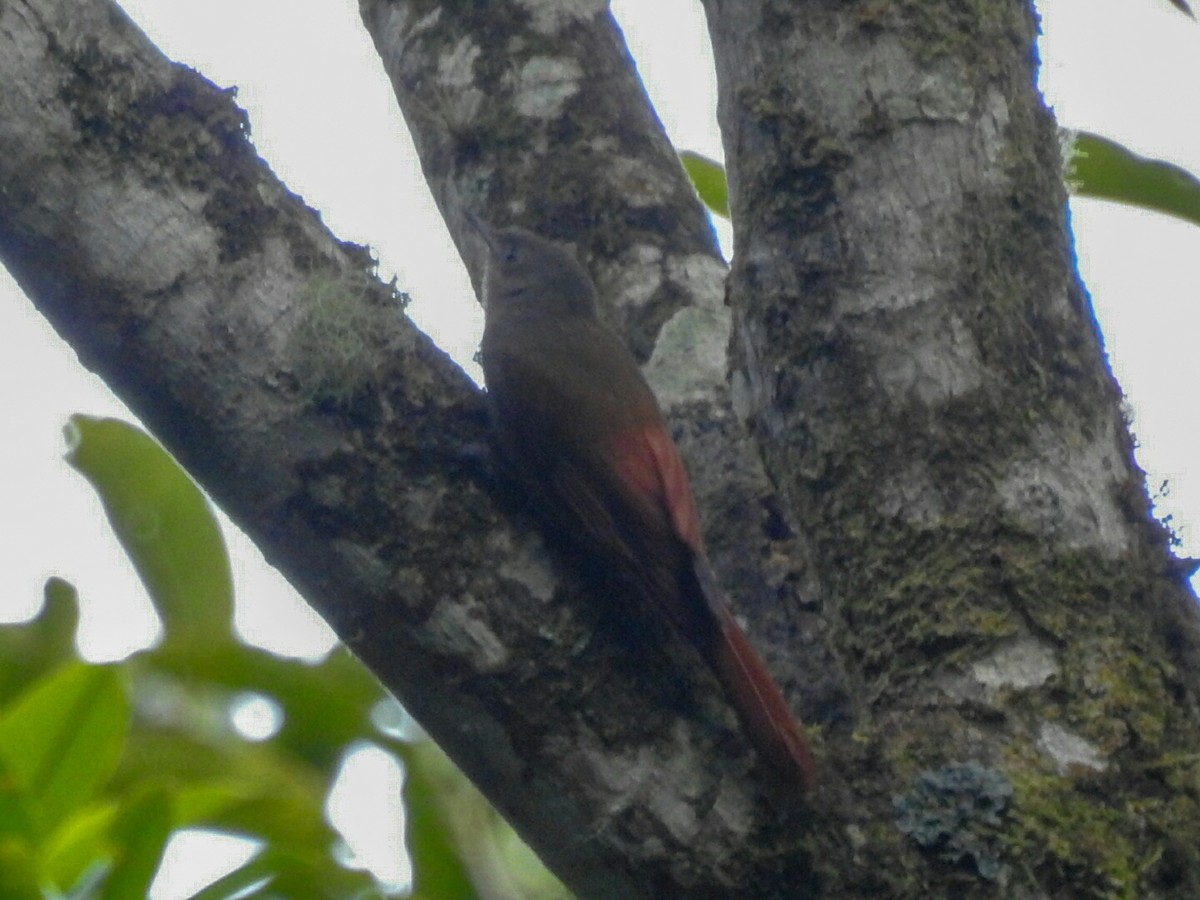 Olivaceous Woodcreeper - ML152275911