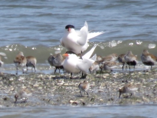 Elegant Tern - George Chrisman